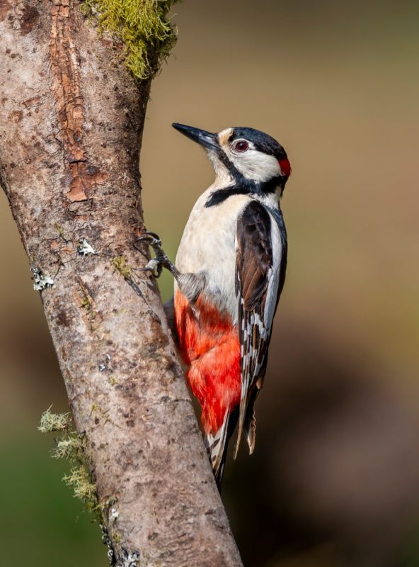 Greater Spotted Woodpecker  2